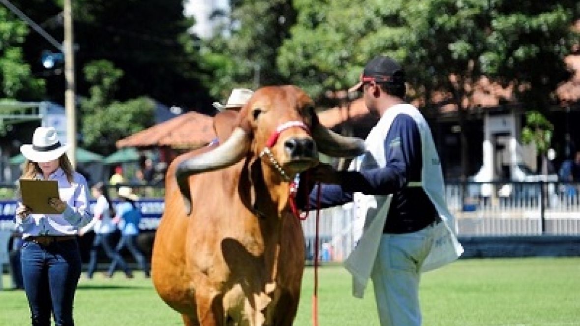 Contagem regressiva para mais uma edição do curso de julgamento!