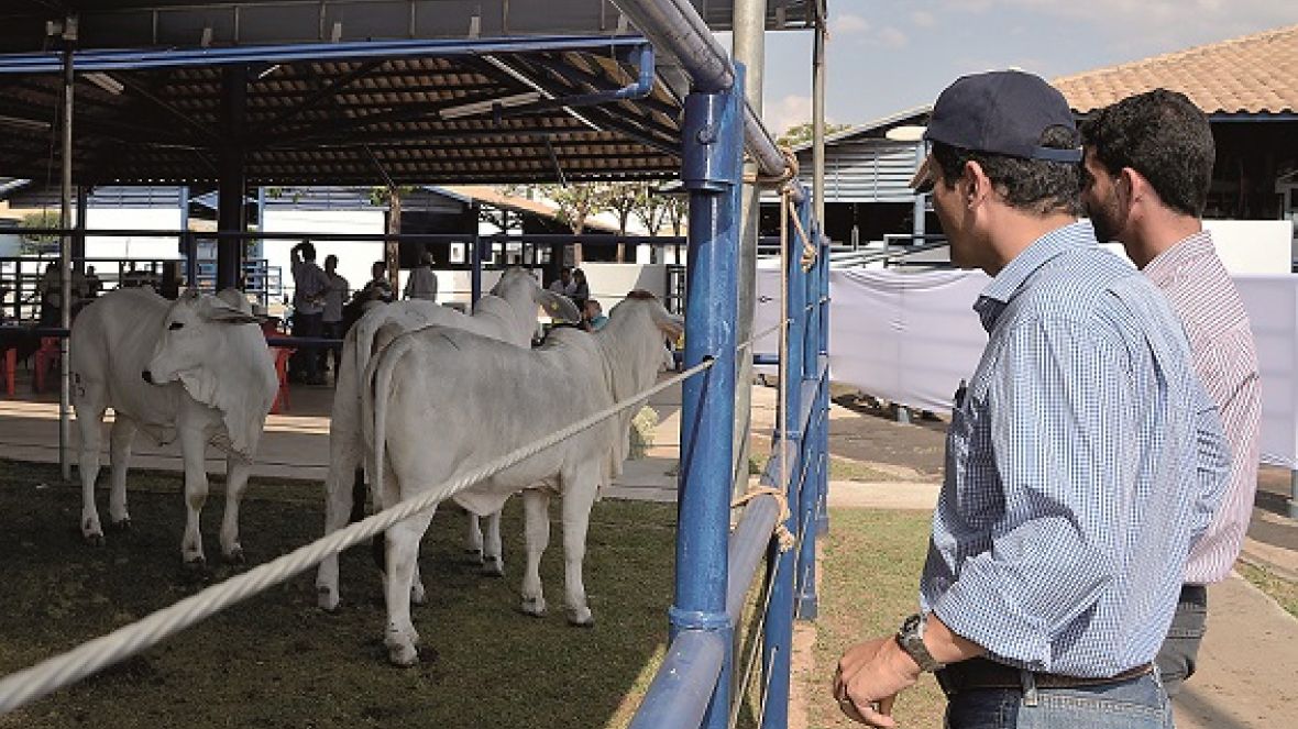 Julgamento a campo é novidade na ExpoZebu 2016