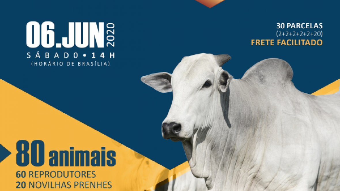 ?3º Leilão Nelore JV? será realizado no próximo sábado (6)