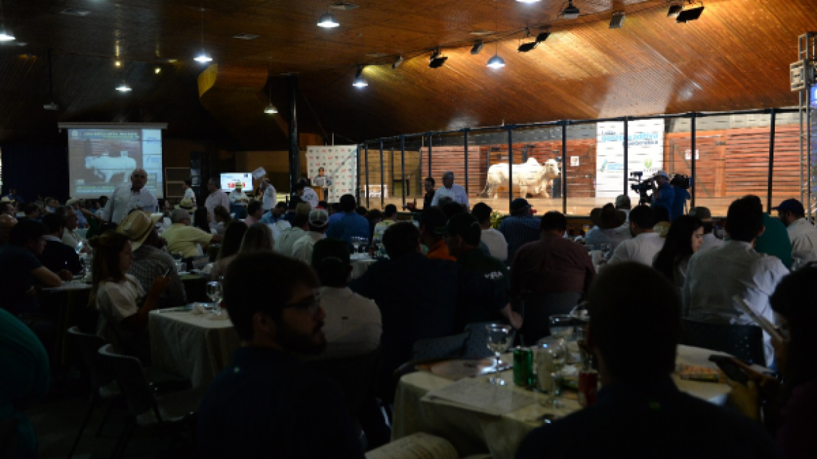 ExpoGenética 2018: movimento dos leilões aproxima-se dos R$ 12,5 milhões