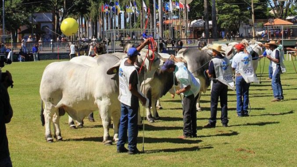 Inscrições abertas para ExpoBrahman 2017