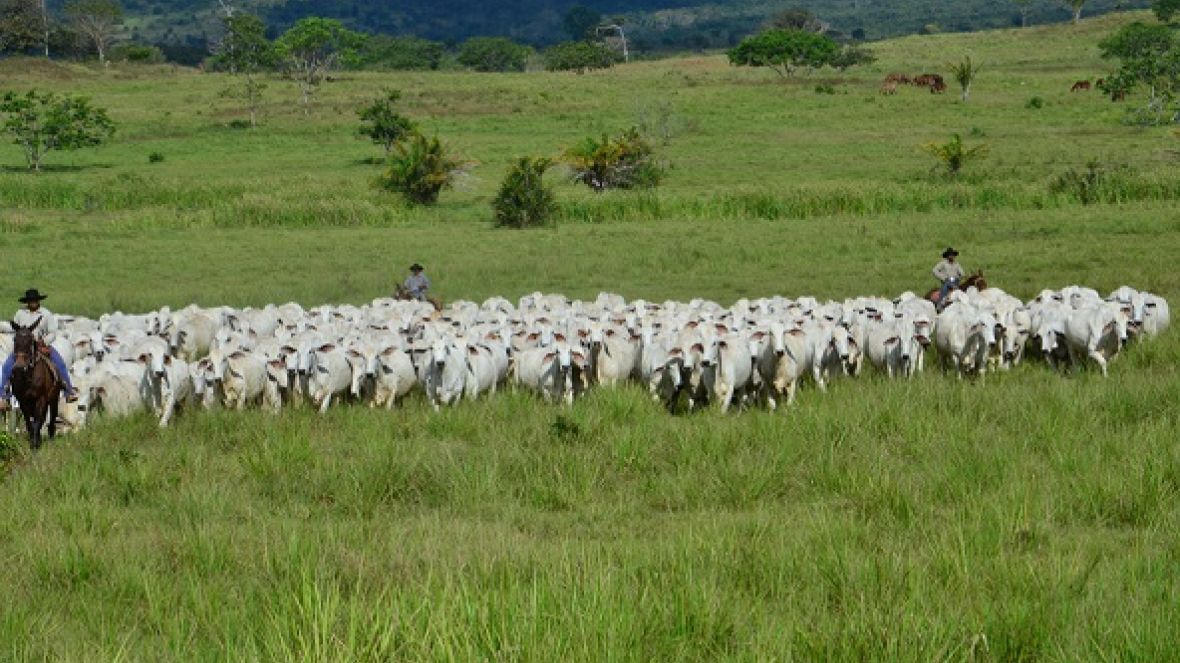 Pecuária produtiva é tema da 11ª Etapa do Circuito 100% PMGZ em Belém/PA