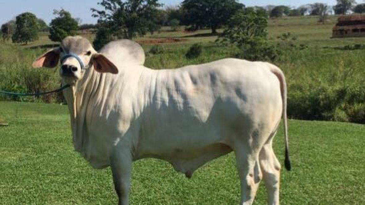 Raça Tabapuã abre agenda na ExpoZebu 2017