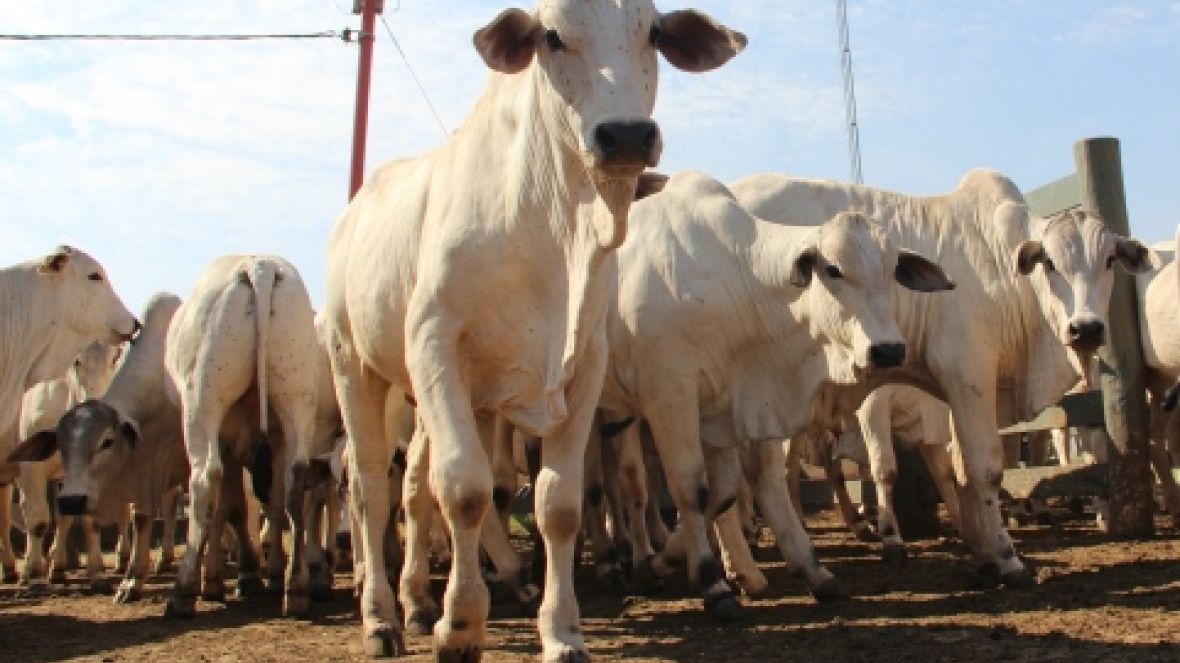 ABCZ divulga pré-classificação de candidatos para o PNAT 2016 