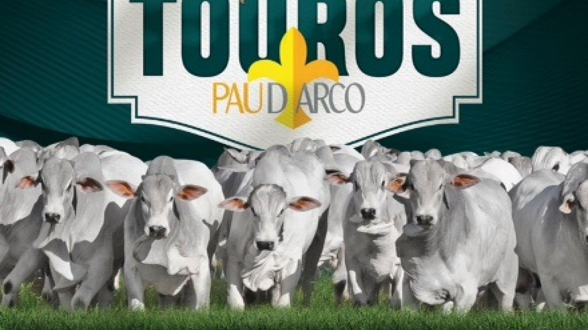 Leilão Especial Touros Pau D'Arco colocará à venda 120 touros Nelore PO