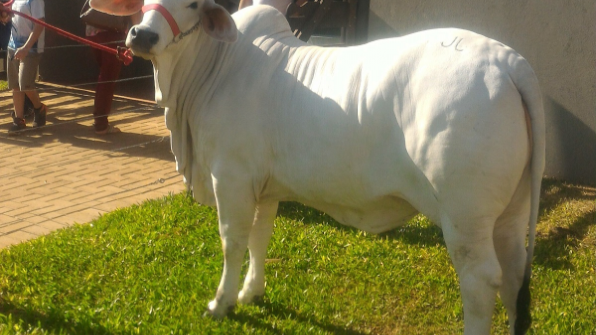 Expositores da raça Brahman promovem degustação de carne durante o Show Rural