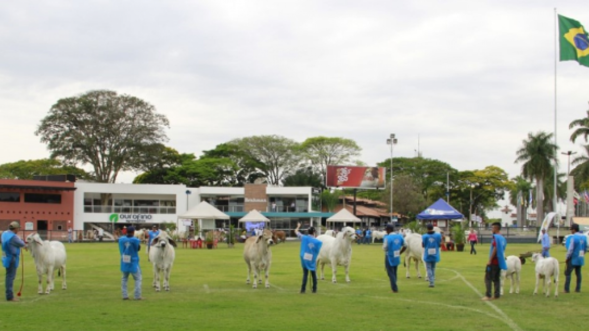 ACBB divulga programação da ExpoBrahman 2019