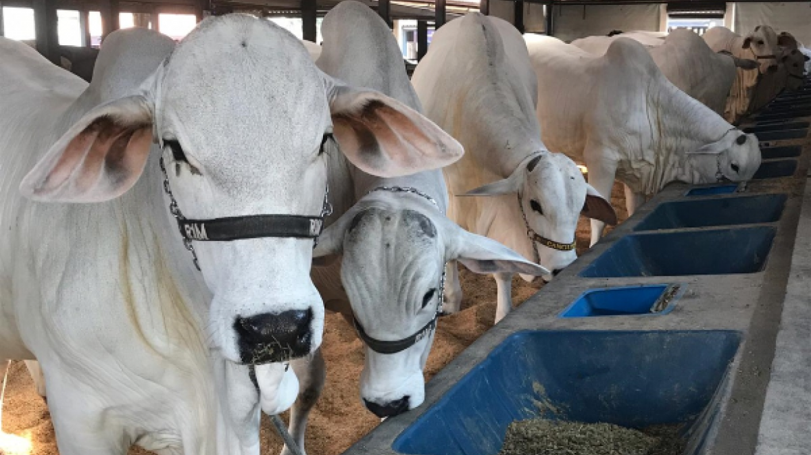 Exposições das raças Brahman, Gir Leiteiro, Guzerá e Nelore já movimentam PFC