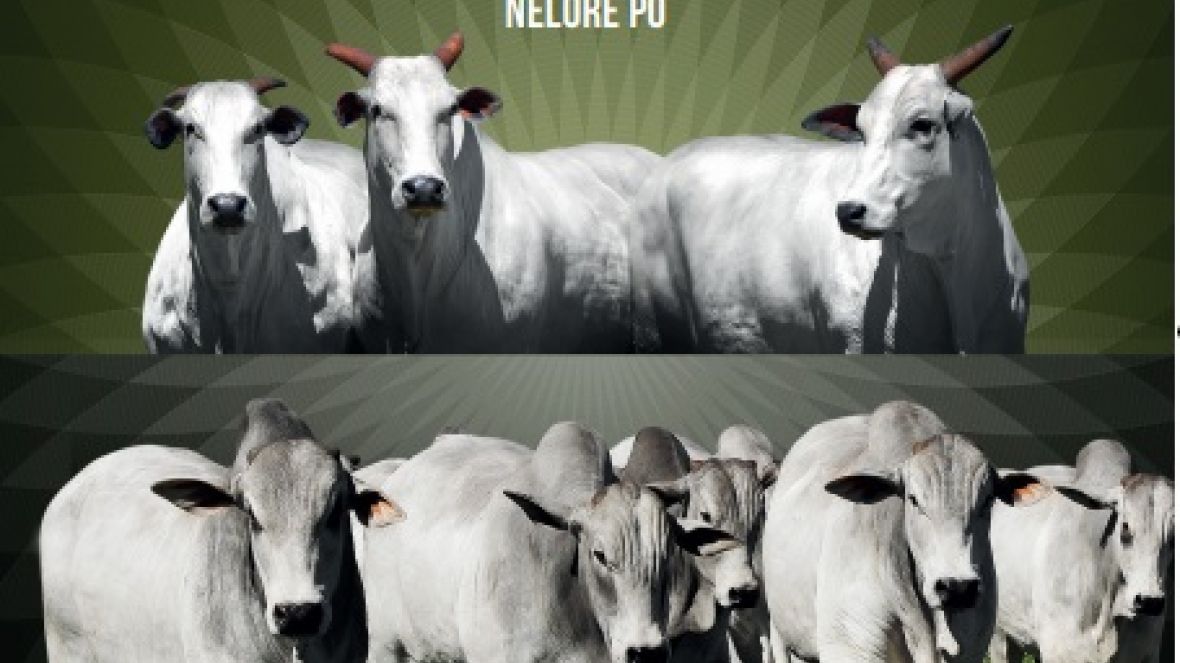 Leilão Mônica Marchett vai oferecer 134 animais no próximo domingo