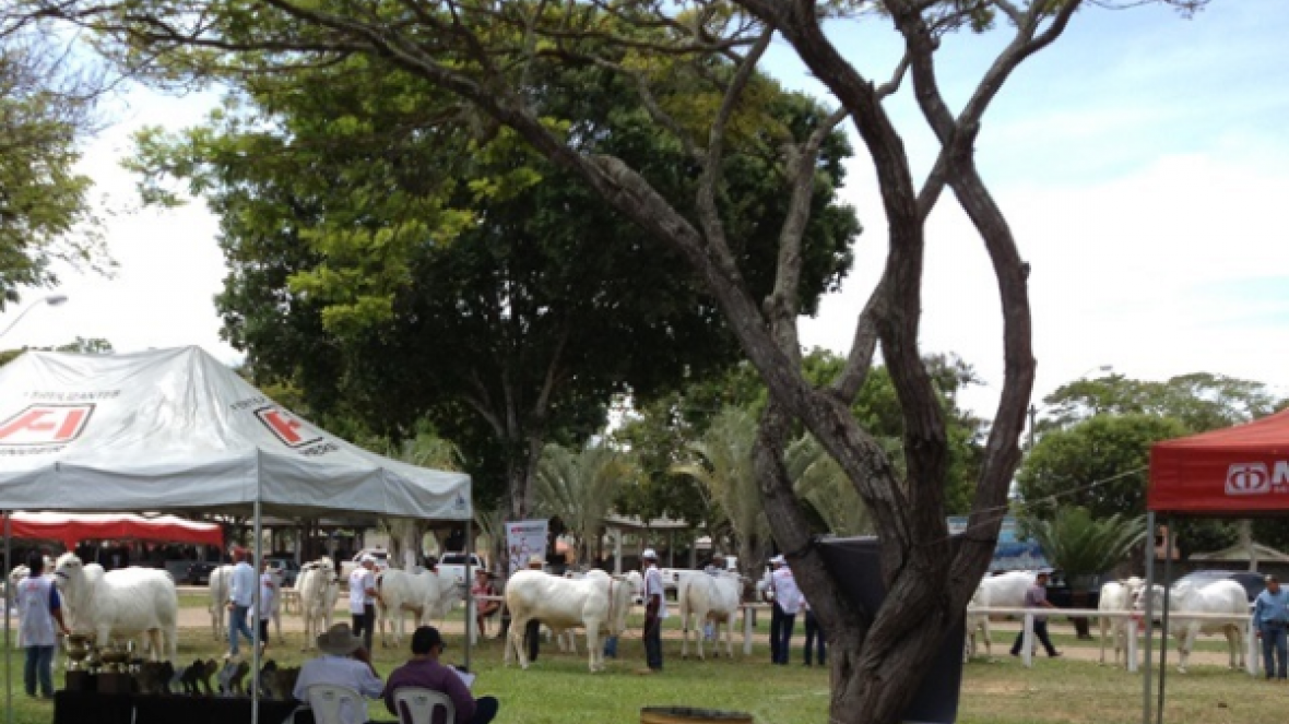 Nelore Capixaba encerra evento com sucesso