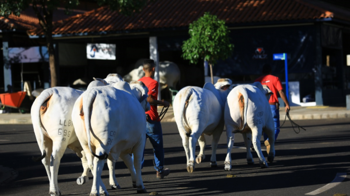 ?2º Brahman Talk Show? será realizado nesta quinta (02)