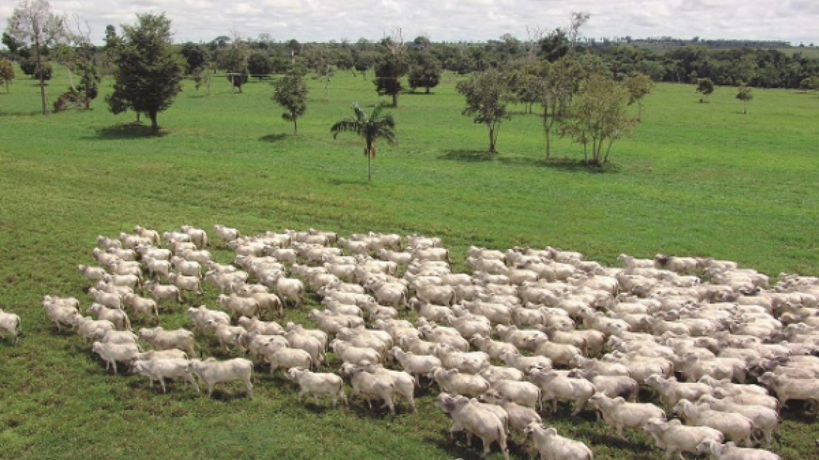 DSM é a nova apoiadora do Projeto Equação da Pecuária Eficiente