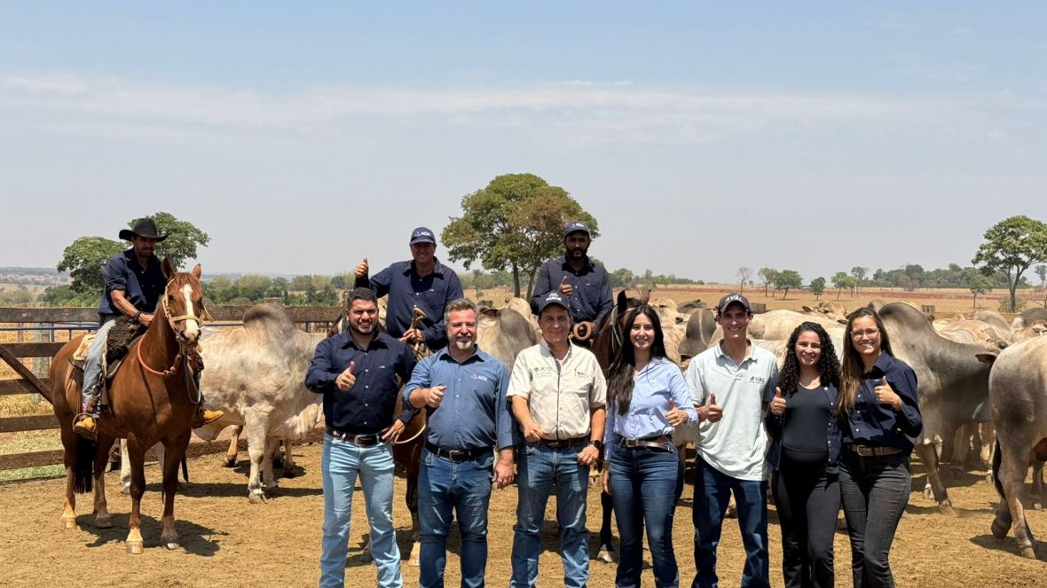 PMGZ Carne: abate de animais da ACN Agropecuária registra 25 arrobas aos 22 meses, superior à média dos frigoríficos