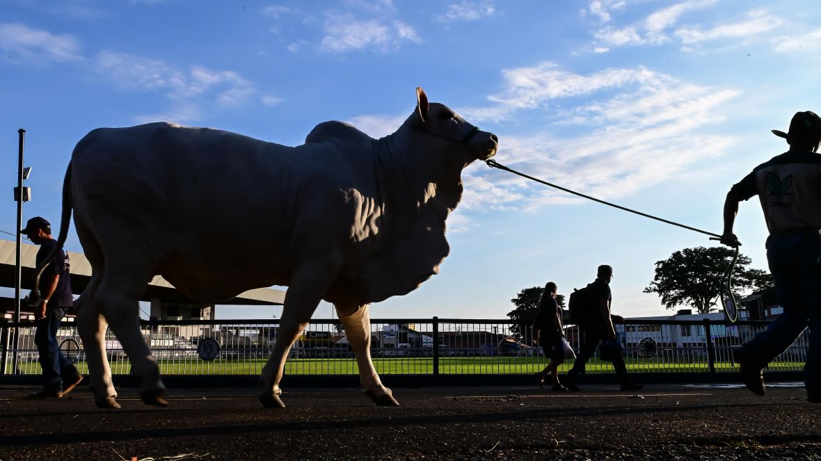 91ª ExpoZebu: Zebu Connect Day é um dos destaques da programação desta segunda-feira (27)