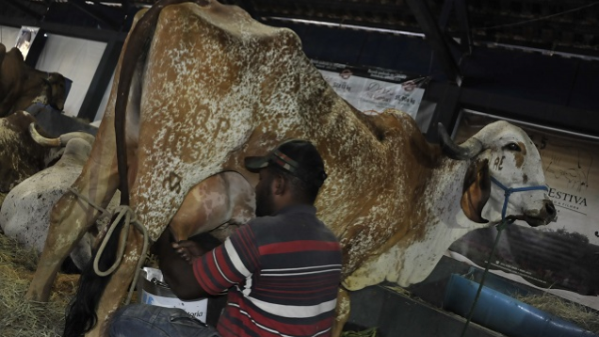 ABCZ lança o 13° Sumário de Touros de Aptidão Leiteira na ExpoZebu 