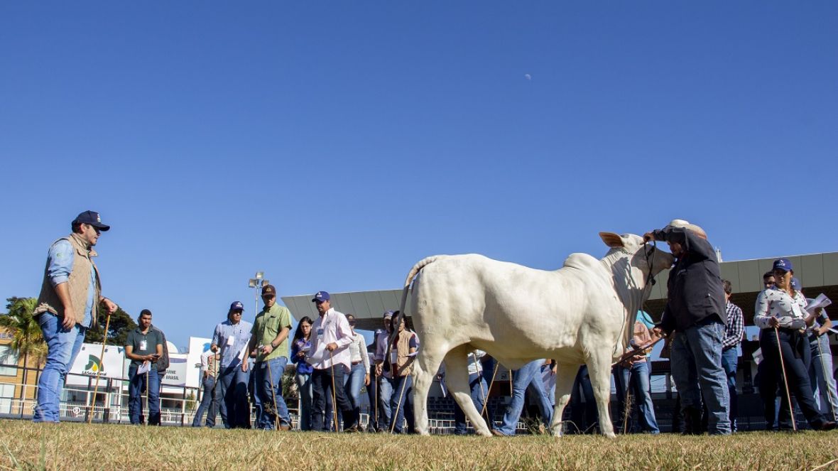 Últimas vagas para curso de julgamento das raças zebuínas