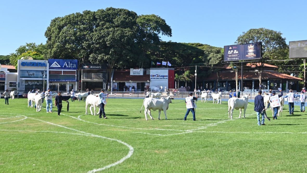 90ª ExpoZebu: ABCZ alerta expositores sobre a necessidade de efetivar inscrições de animais