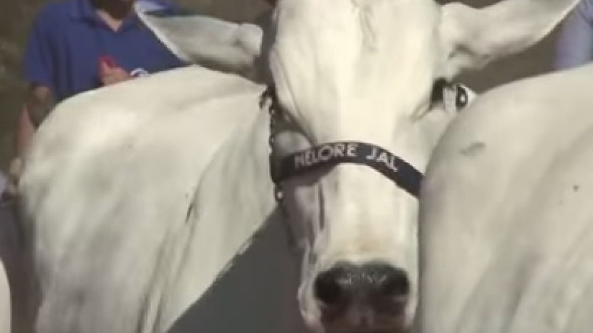 Fazenda Nelore Jal e PMGZ promovem dia de campo em 8 de agosto