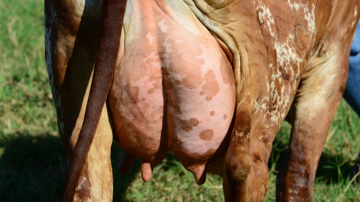 ExpoLeite terá workshop sobre avaliação linear