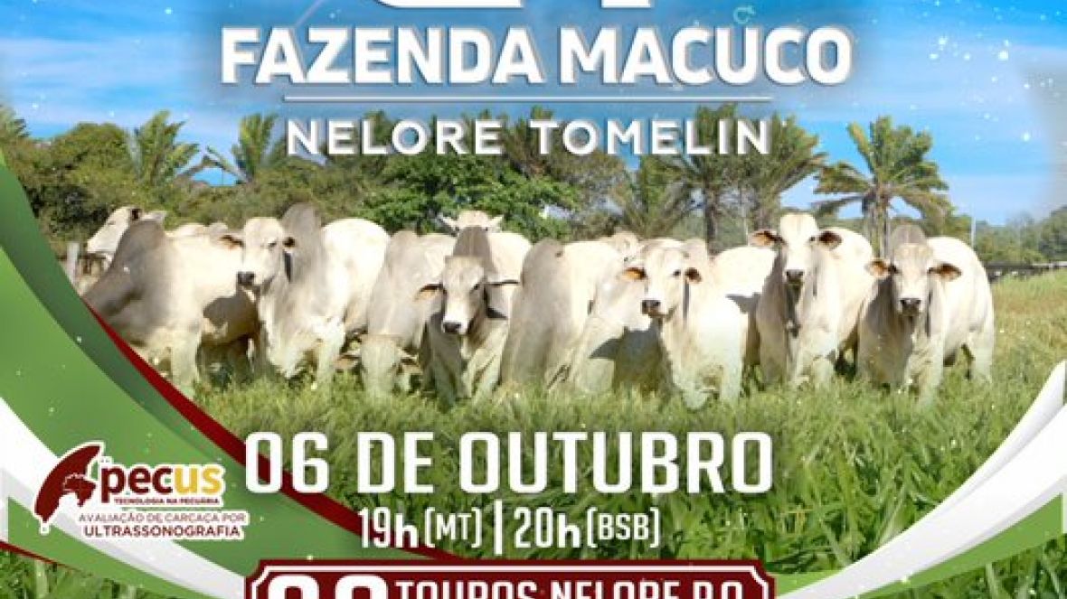 Leilão Virtual Fazenda Macuco - Nelore Tomelin recebe homologação da ABCZ