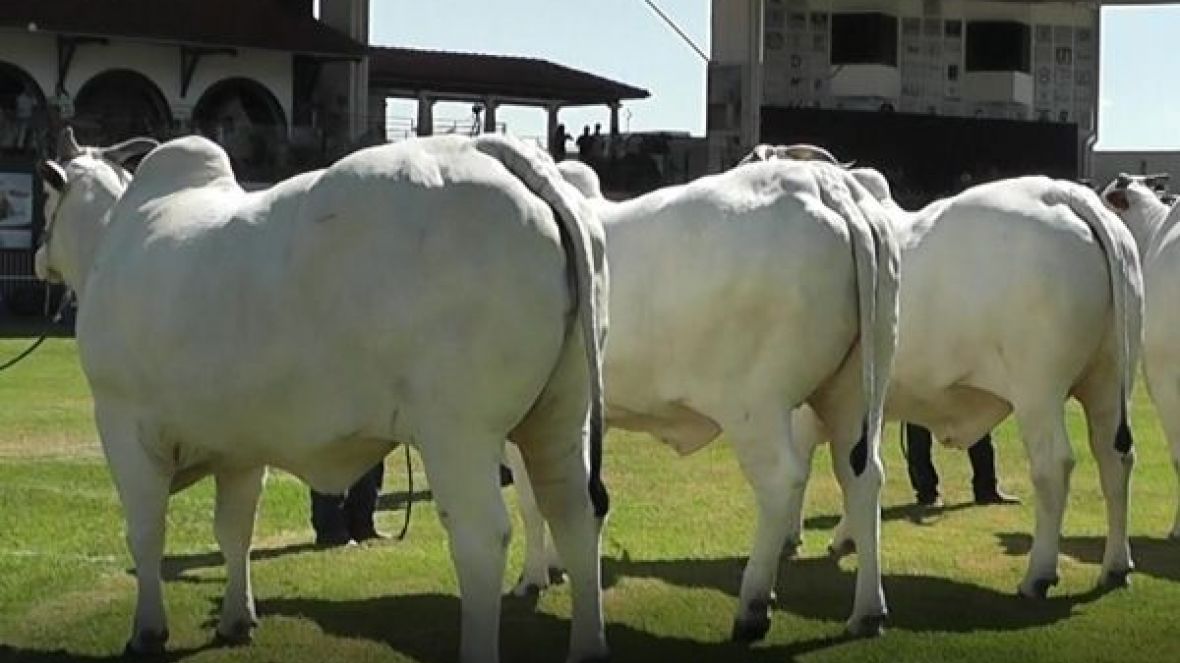 ExpoZebu 2022: ABCZ anuncia jurados para os campeonatos Matriz Modelo e Modelo Frigorífico