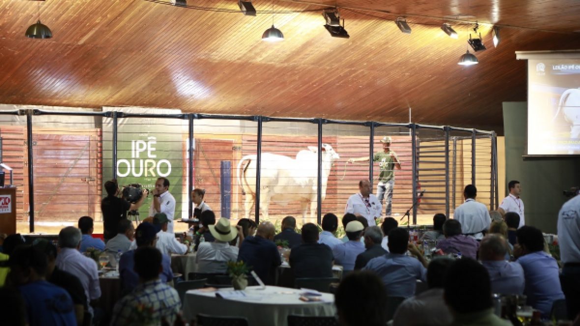 Aberta oficialmente temporada de leilões da ExpoZebu 2019
