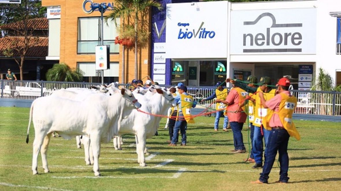 Expoinel: Gisele FIV Carthago e Veneza FIV da Sabiá são campeãs Bezerra Jovem e Bezerra