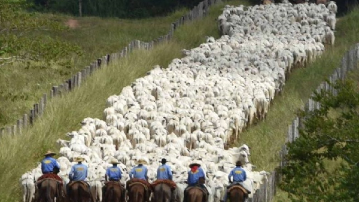Agro Maripá participa da 8ª edição da ExpoGenética