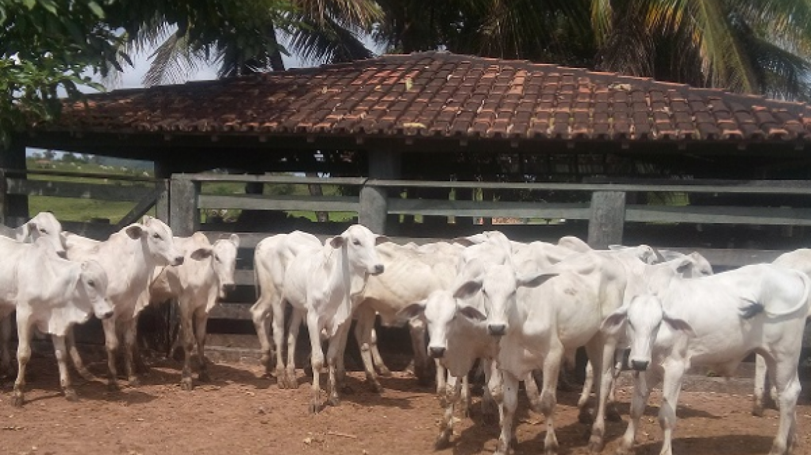 Pará sedia PGP da raça nelore