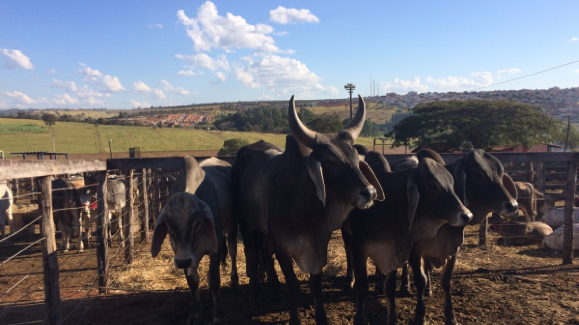 Pró-Genética tem crescimento surpreendente em Coromandel
