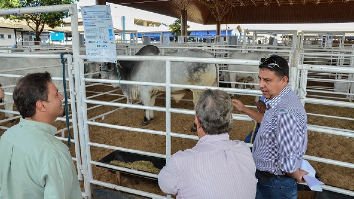 Animais da ExpoGenética começam a chegar no Parque Fernando Costa