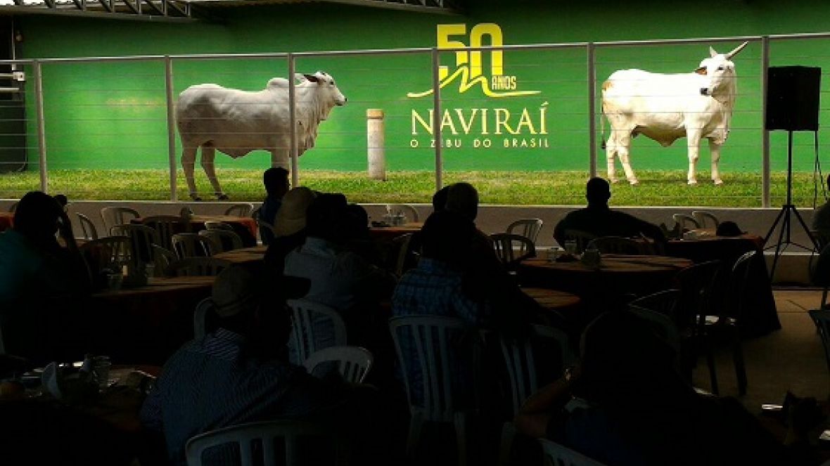 Circuito 100% PMGZ mostra avanços do Nelore na Chácara Naviraí