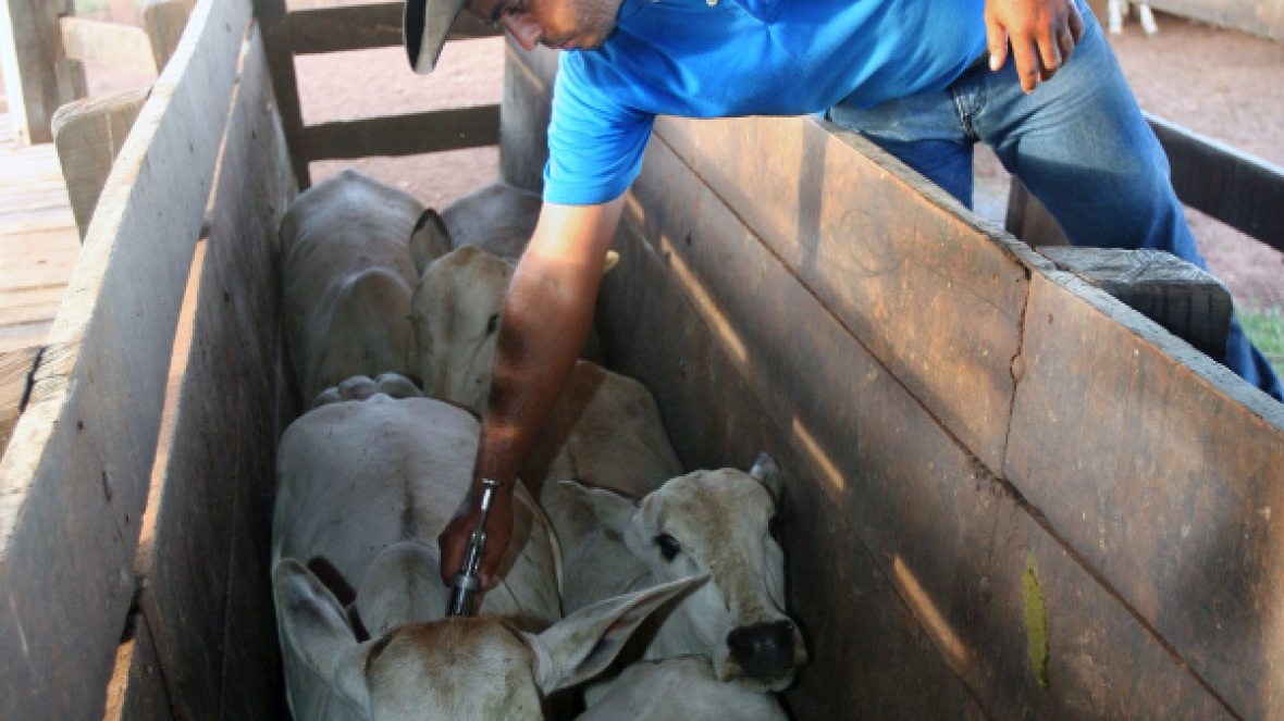 Domingo termina campanha contra aftosa