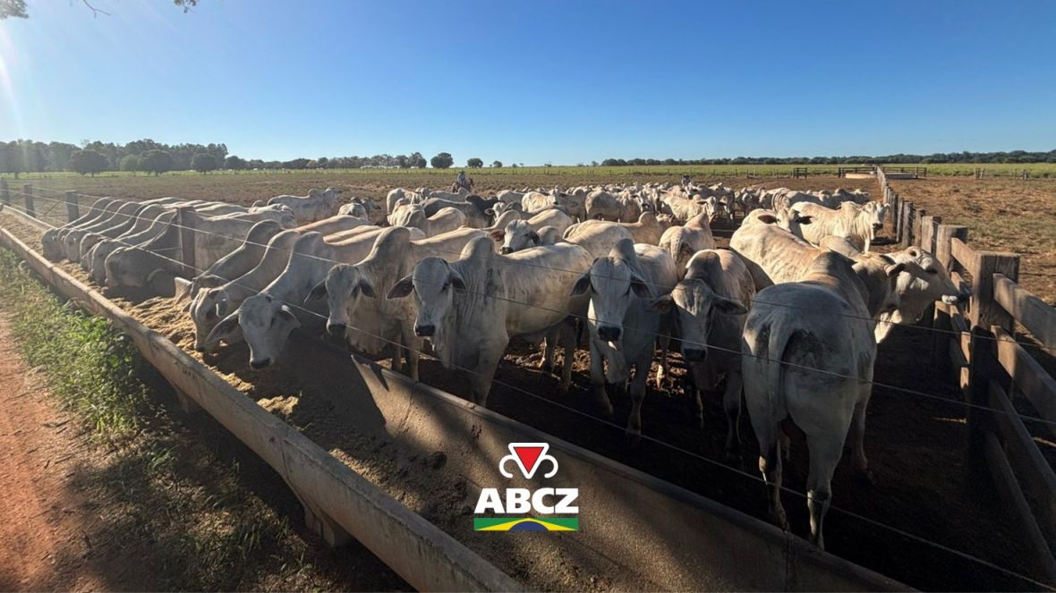 PMGZ Carne: Nelore Vera Cruz participa novamente do programa com mais de 200 animais