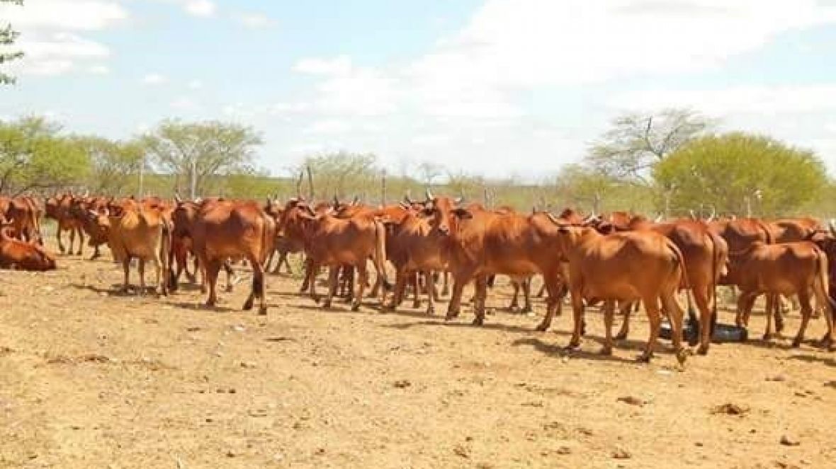 Comissão da ABCZ avalia criatório de sindi da Embrapa Semiárido