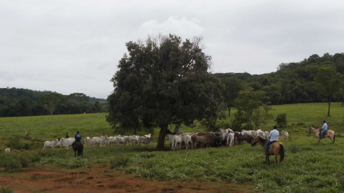 Curso de manejo da ABCZ qualifica profissionais para lida no campo