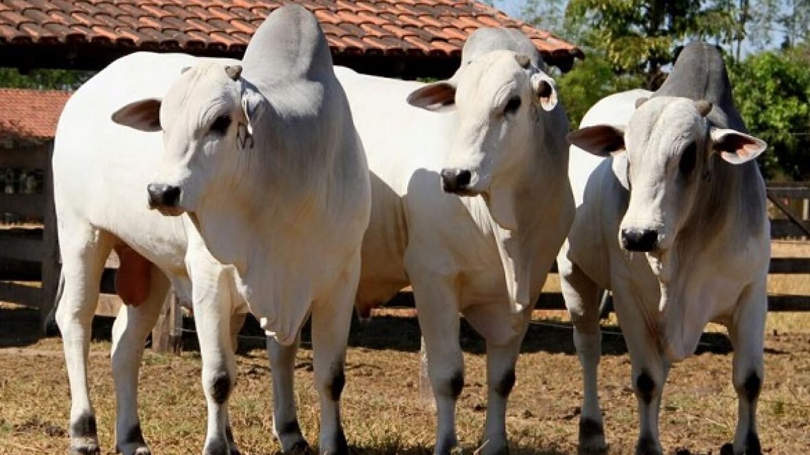 Gurupi/TO terá feira de touros melhoradores