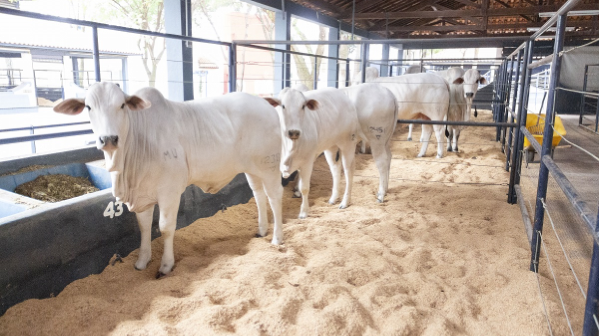 ExpoGenética 2018 começa neste sábado (18), celebrando os 50 anos do PMGZ
