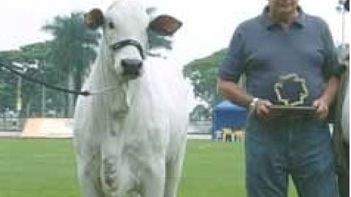 Falece criador de Nelore Fábio Costa