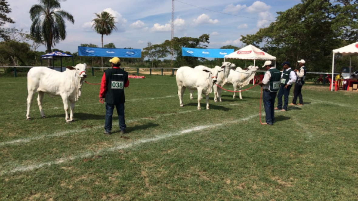 Jurados da ABCZ definem campeões de exposição na Bolívia
