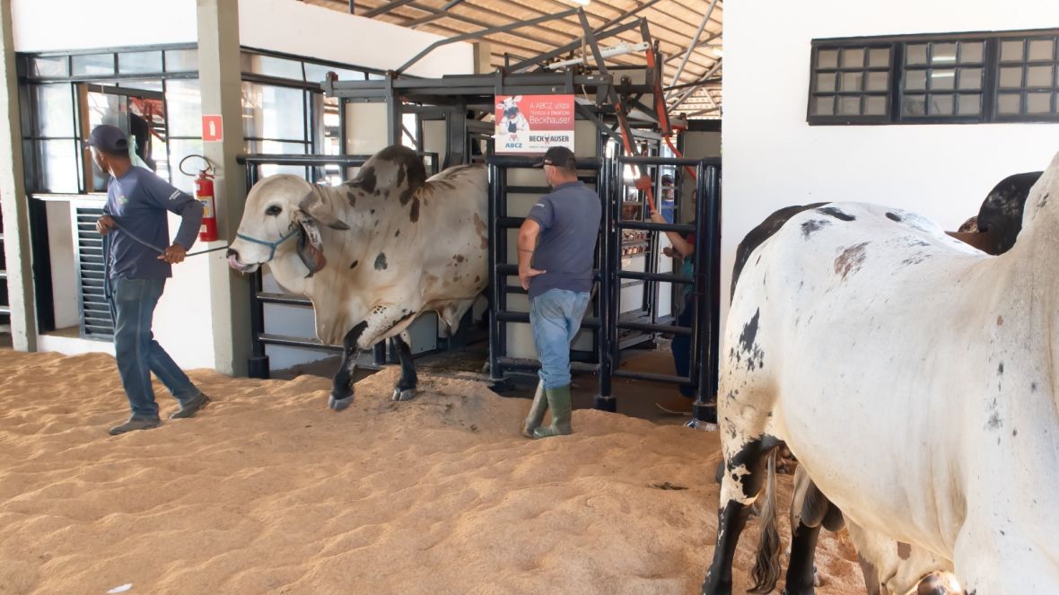 ABCZ inicia admissão de animais que participarão dos julgamentos da 89ª ExpoZebu