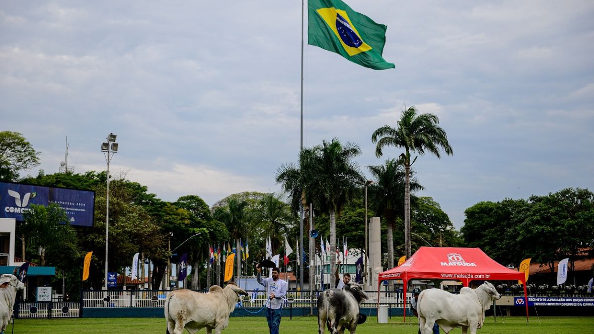 ExpoBrahman 2024 registra número recorde de animais