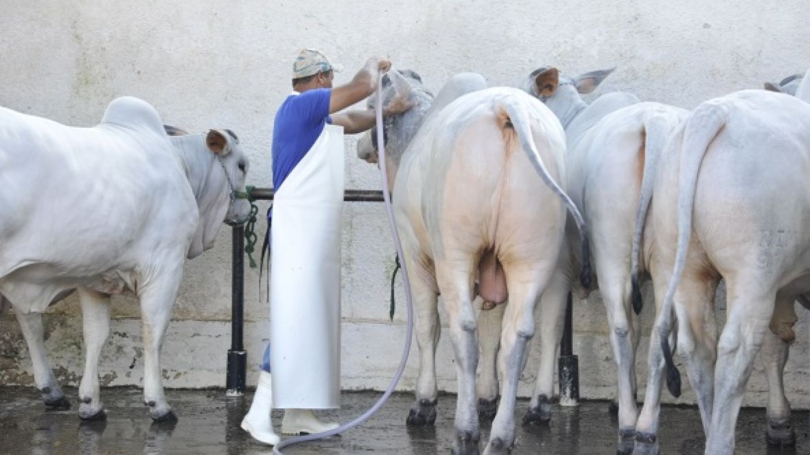 Sustentabilidade continua no foco da ExpoZebu 2016