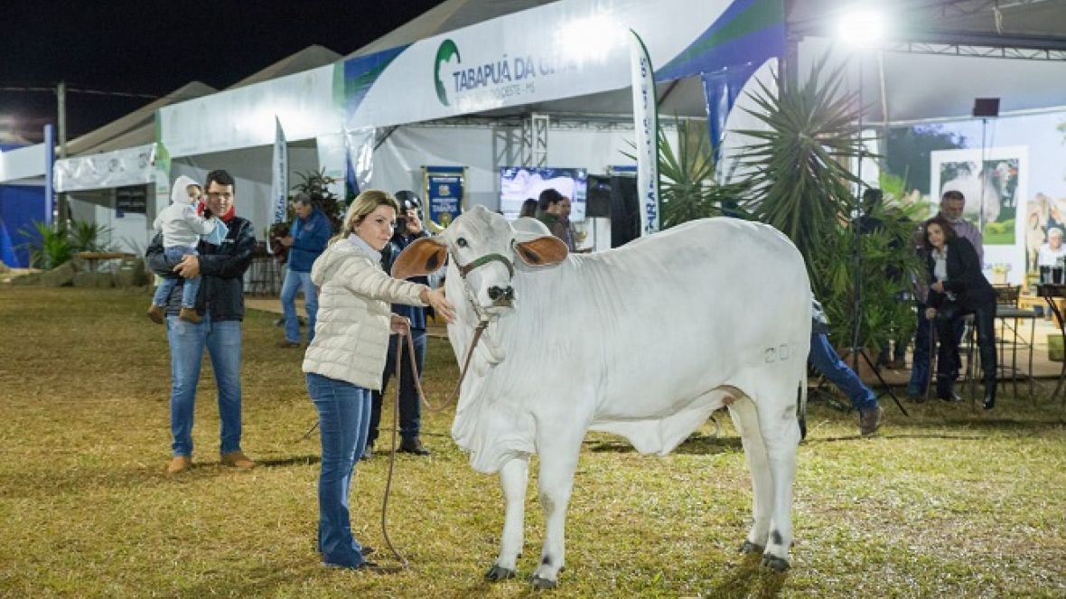 Campeã Novilha Menor da ExpoZebu 2023 da raça Tabapuã, avaliada em mais de R$ 1 milhão, é arrematada em leilão