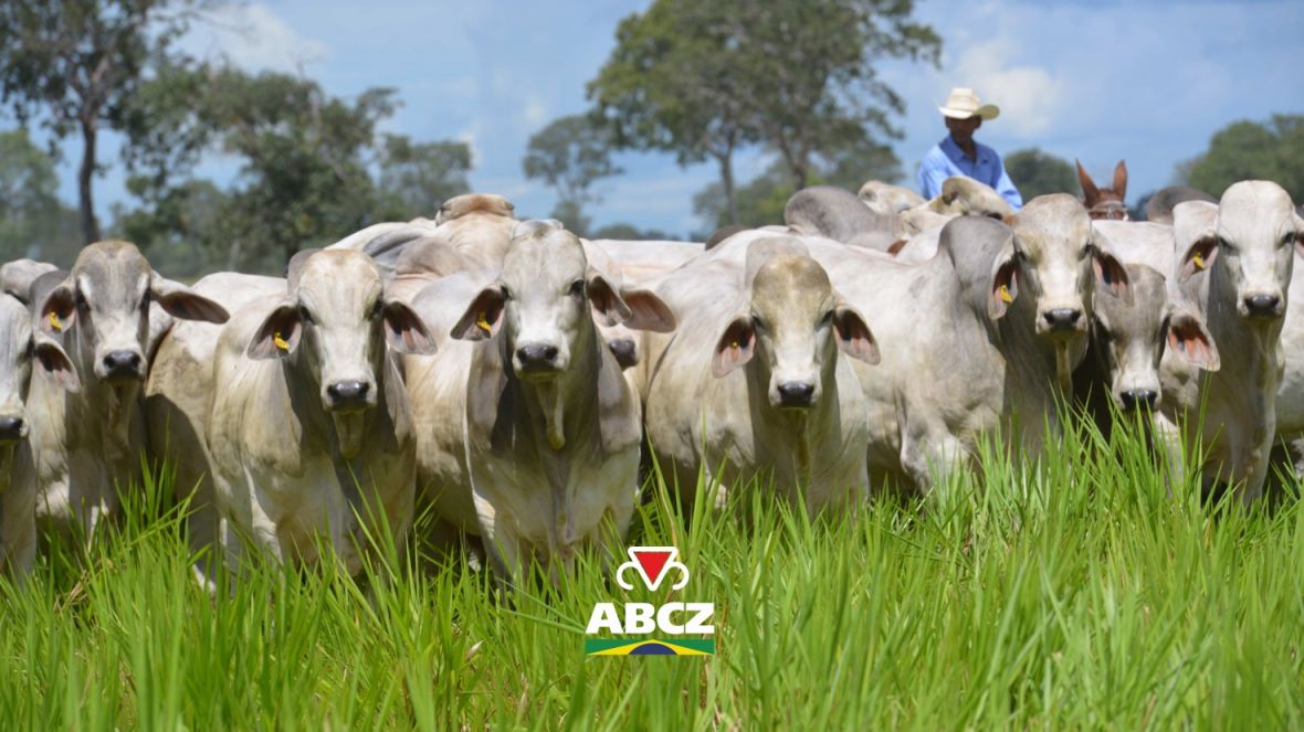 Associação de Brahman leva avanços genéticos e qualidade da carne para a Feicorte 2026