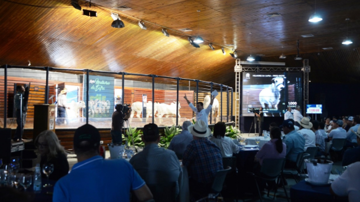 Leilões da ExpoGenética 2016 já  movimentam mais de R$5,5 milhões