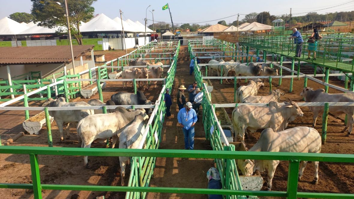 Confira as próximas cidades que receberão Feiras de Touros do Pró-Genética