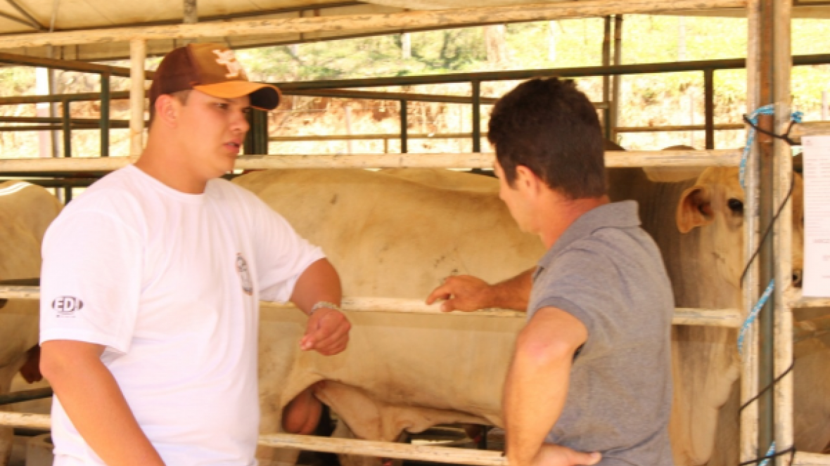 Feiras do Pró-Genética vendem mais de 140 touros em setembro