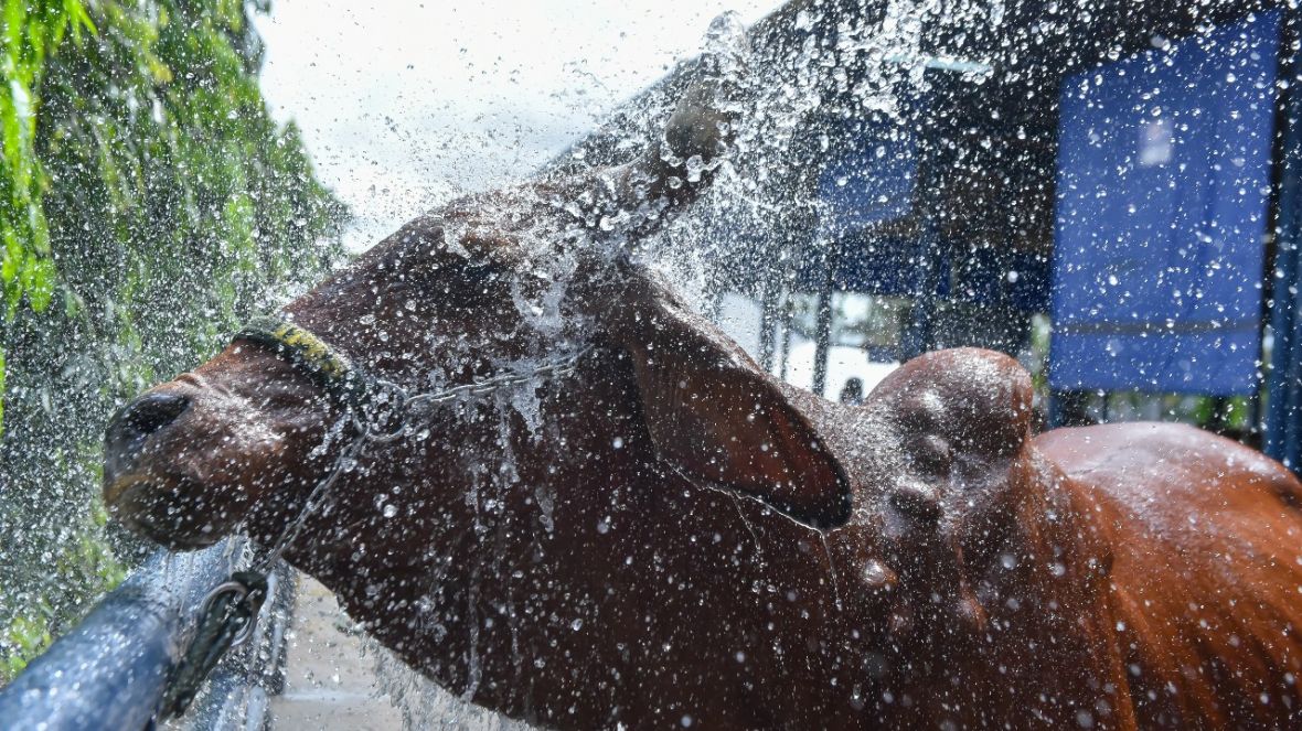 Confira a programação da ExpoLeite para esta terça-feira (10)