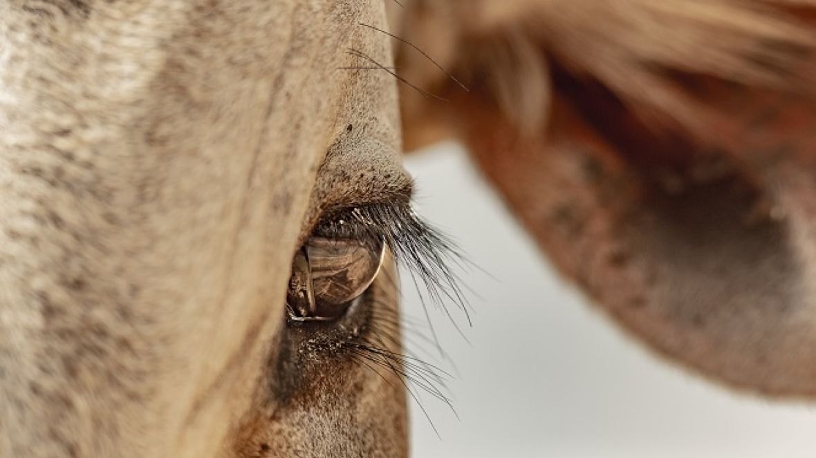 Com o tema “Amor pelo Zebu”, ABCZ lança concurso de fotografia 